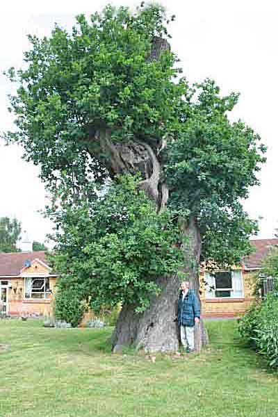 Heavily pruned oak