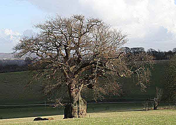 oak tree in field
