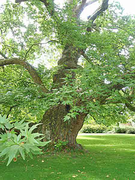 oriental plane