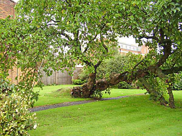 fallen mulberry tree