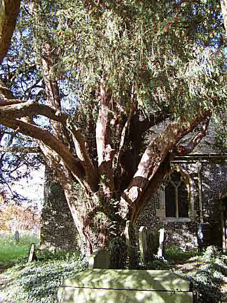 yew