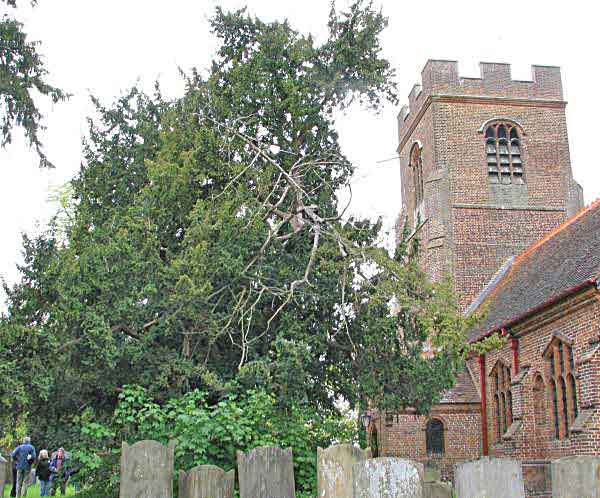 yew in churchyard