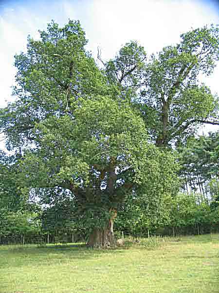 oak