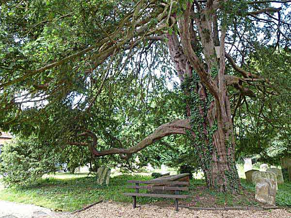 yew