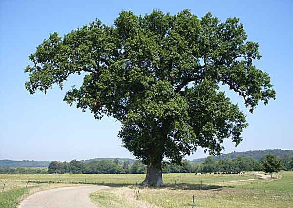 oak
