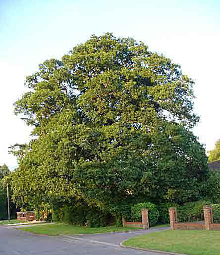 oak
