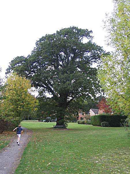 Oak tree