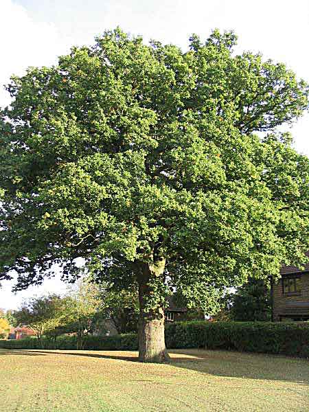 Oak tree