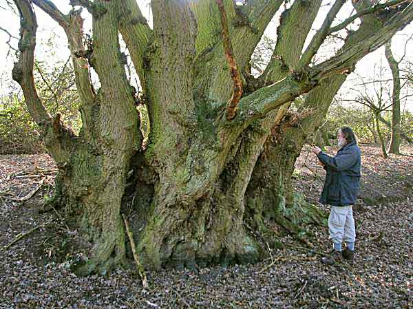Man measuring big oak