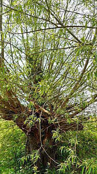 crack willow
