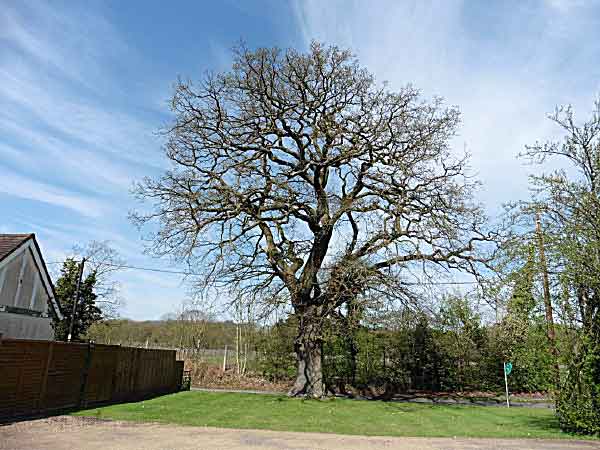 oak