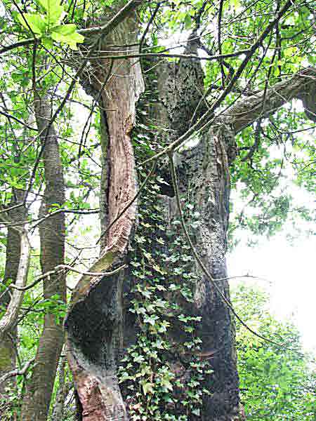 Hollowed out tree