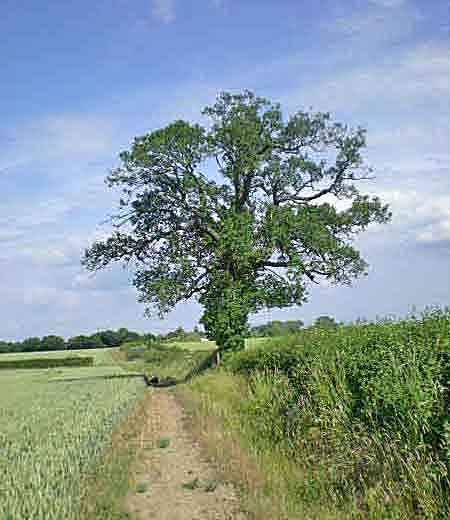 Oak tree in hedge