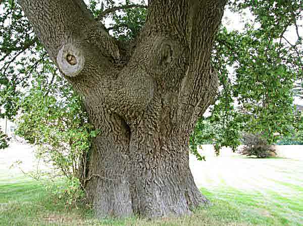 Oak