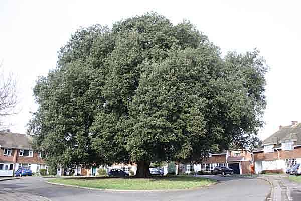 holm oak surrounded by houses