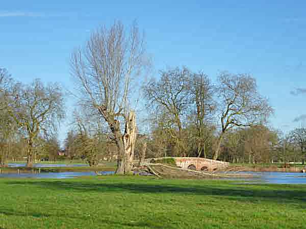 black poplar