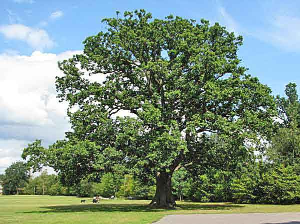 Oak in field