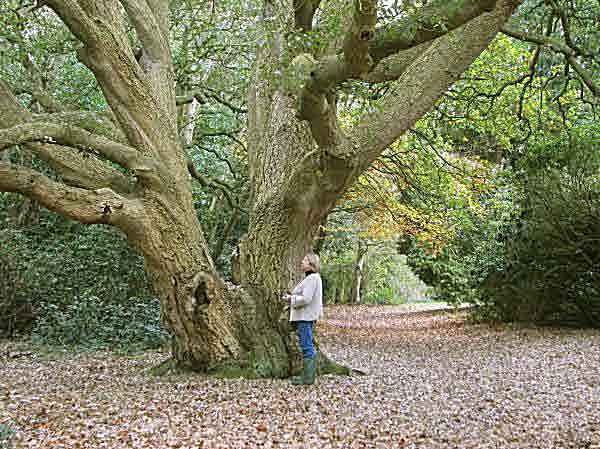 Lucombe oak