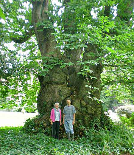 2 people under sweet chestnut