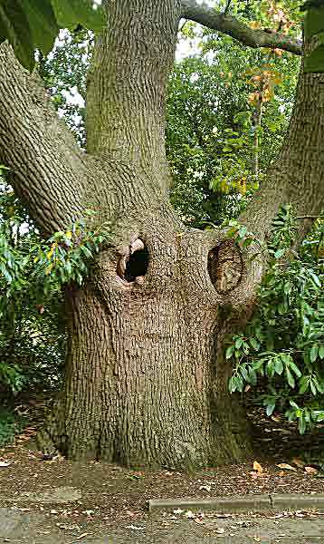oak