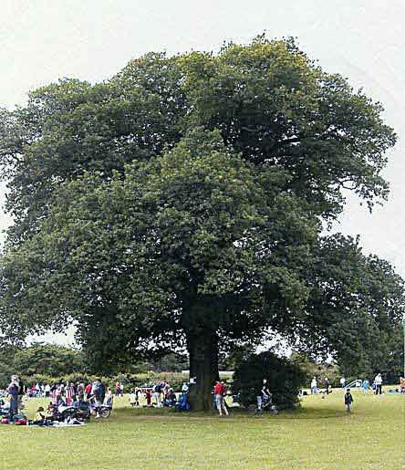 Oak in a playing field
