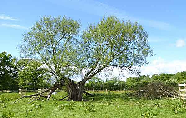 Willow tree