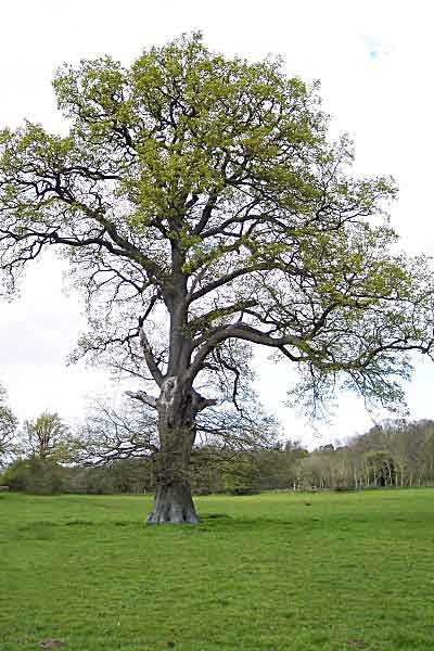 oak in field