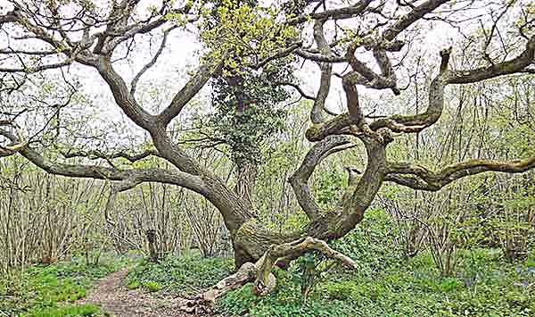 oak