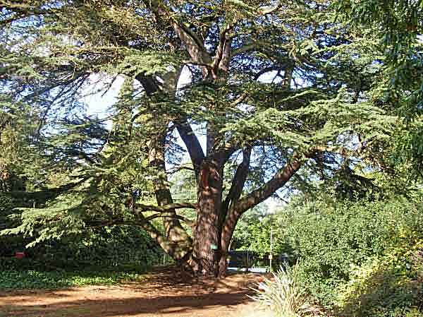 multi-stem cedar