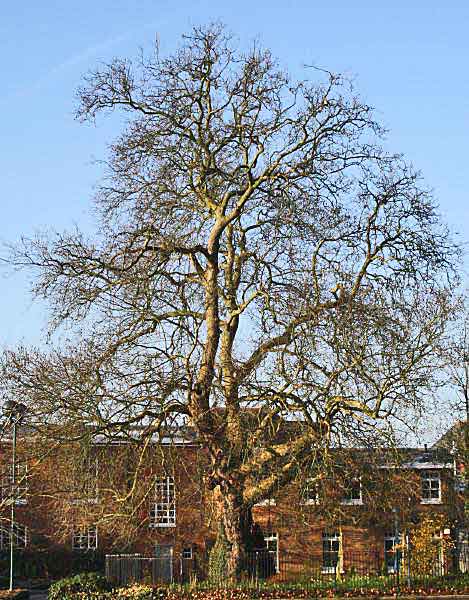 Oriental plane in winter