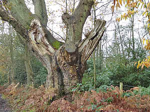 oak