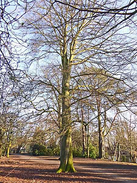 beech