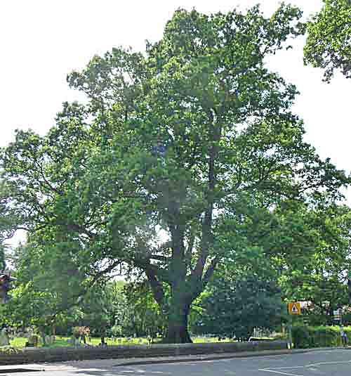 Oak in St Pauls churchyard