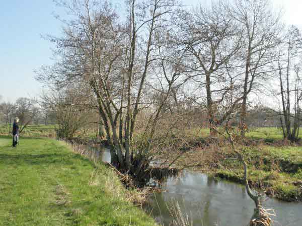 alder by river