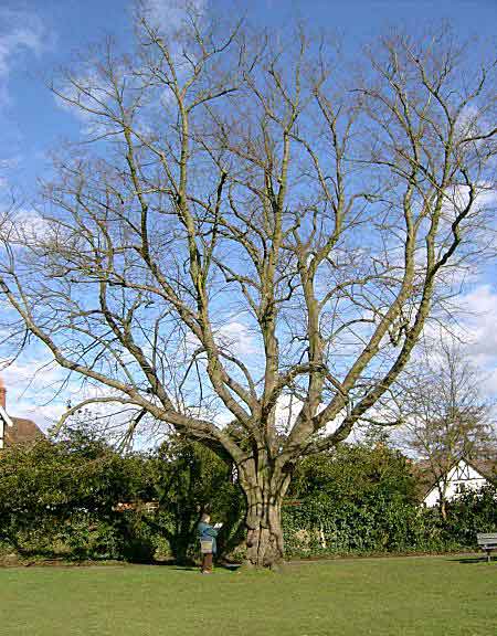 lime tree in winter