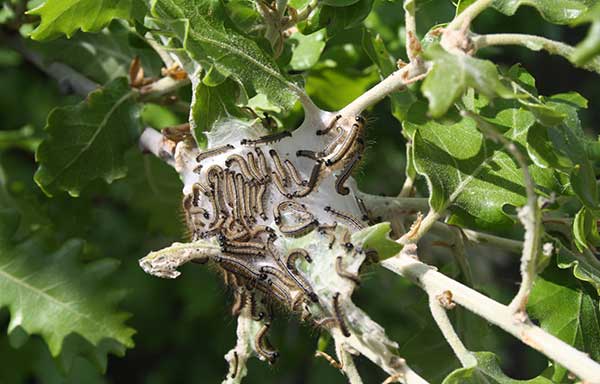 white fibres making nest in oak twig with caterpillars