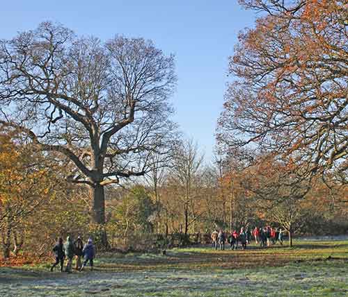 group of people walking in winter woodland