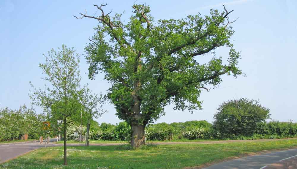 new oaks planted beside a veteran oak