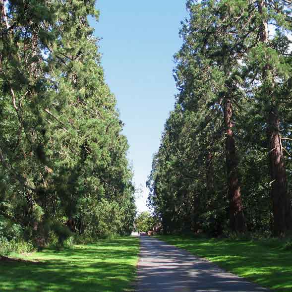 Wellingtonia avenue