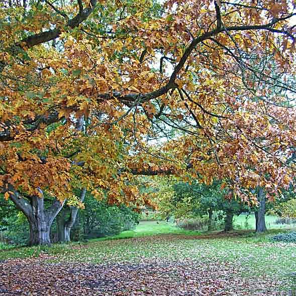 avenue of trees autumn colour