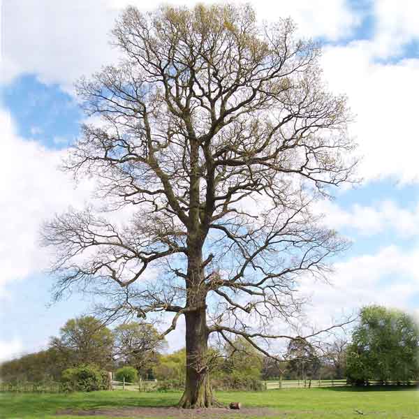 oak in winter