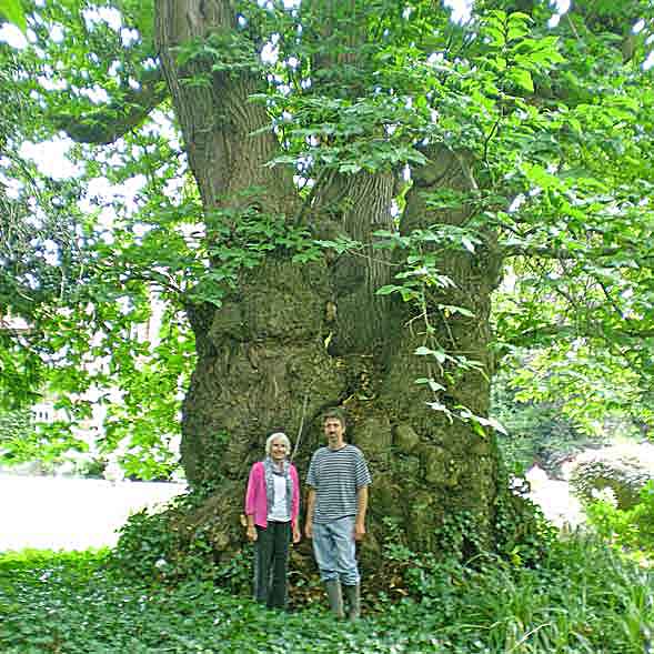 enormous tree with two people