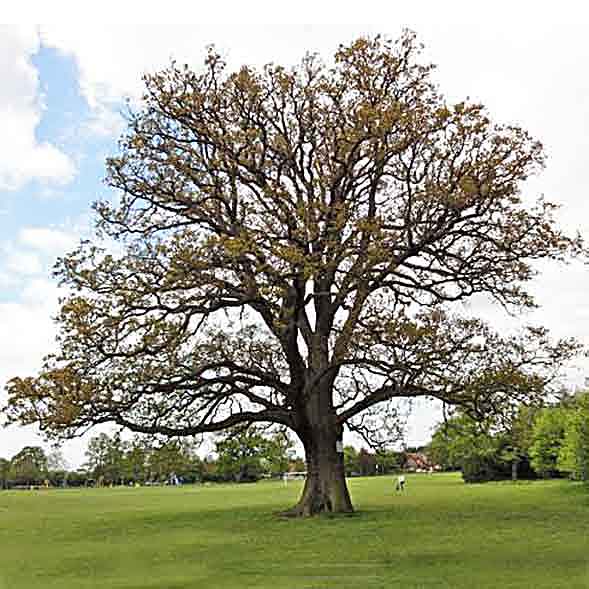 winter tree in park