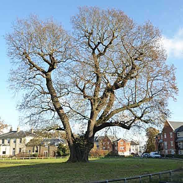 winter oak in park