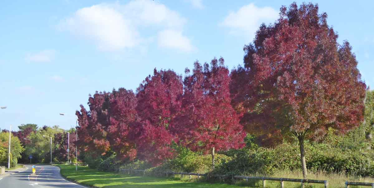 Row of trees with red foliage
