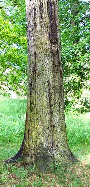 tree trunk with weeping lesions
