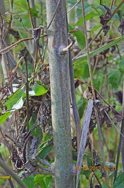 diamond-shaped lesions on tree stem