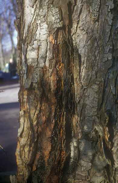 dark stains on tree trunk