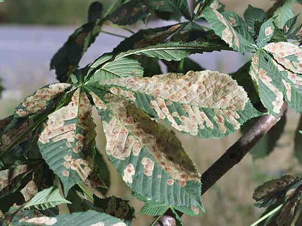 leaves with miner damage