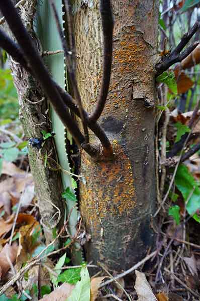 cracking and fungus growth on trunk
